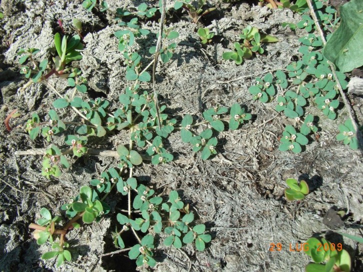 Chamaesyce cfr. canescens